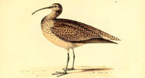 Eskimo Curlew