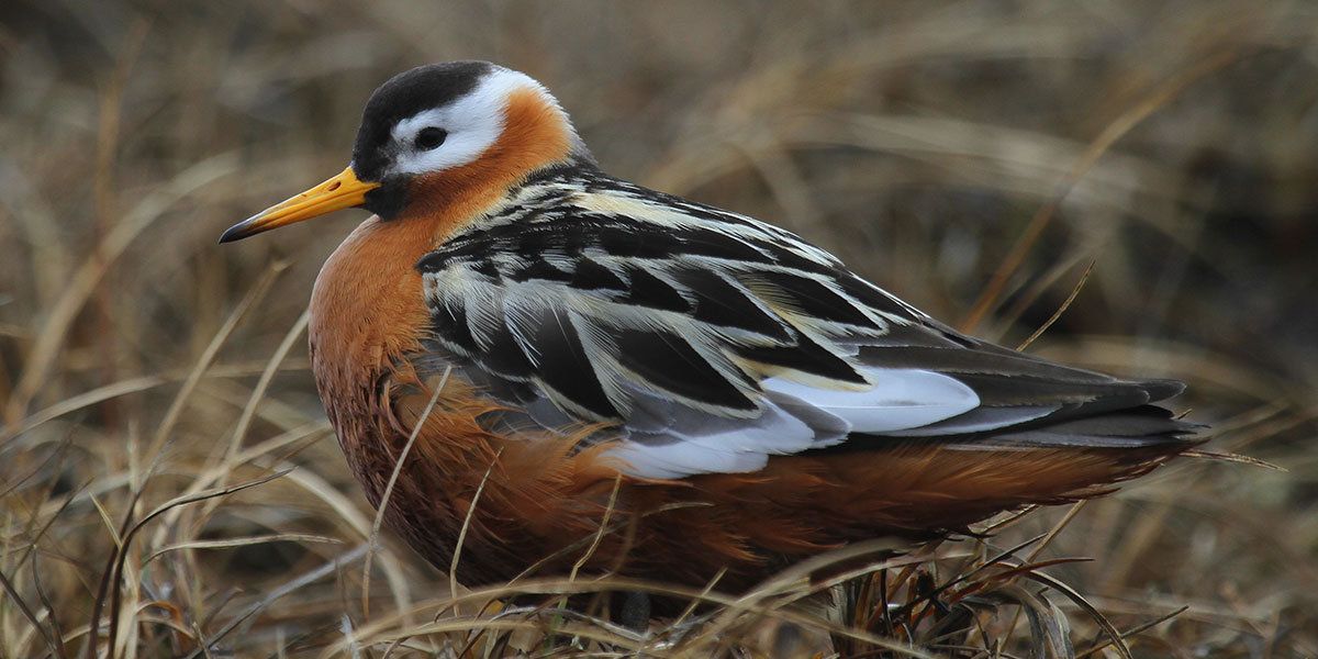 red-necked-phalarope-afsi