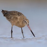 Marbled Godwit. William Majoros