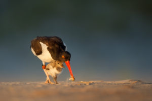 American Oystercatcher and chick. ©Ray Hennessey