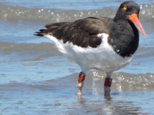 Red AMH in Delta del Estero Real, was banded in Cumberland Island National Seashore, Georgia in 2018. Erika Reyes