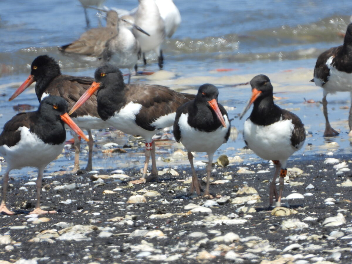 American Oystercatcher, Salvadora Morales