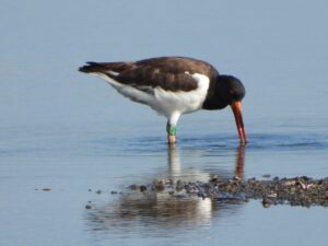 Green C5J banded in Phillips Island near Beaufort, North Carolina in 2018, was feeding in a freshly harvested pond in Acuícola Real, in September 2020. Salvadora Morales