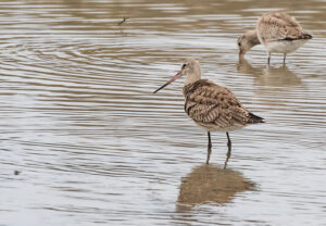 hudsonian godwit david larson