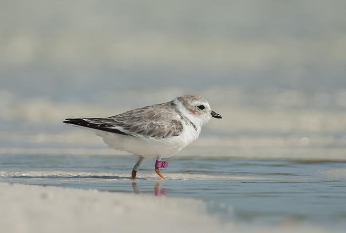 Banded Piping Plover. Matt Jeffery