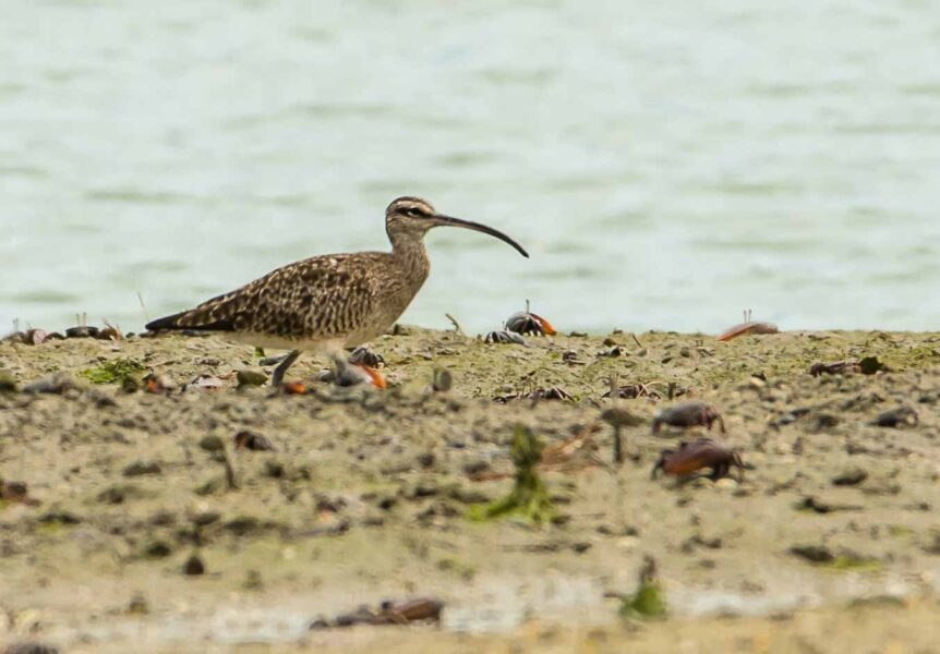 Whimbrel in Brazil. Juliana Almeida