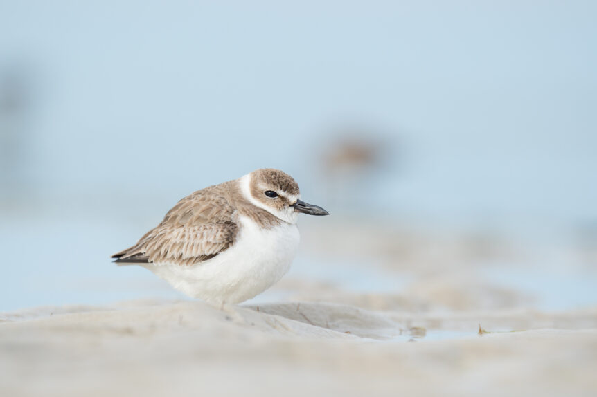 Wilson's Plover. Ray Hennessy, http://rayhennessy.com