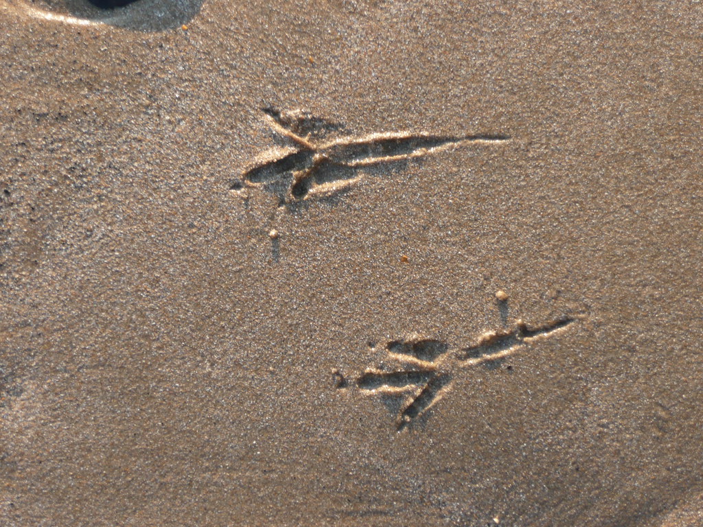 Crow Tracks. Creative Commons