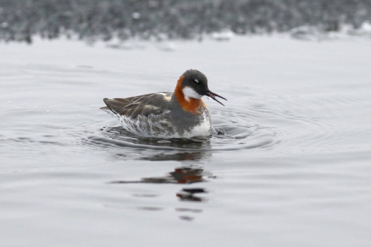 Red-necked Phalarope