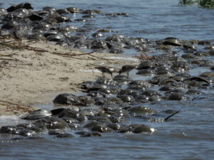 Horseshoe Crab arriving at high tide to spawn in Delaware Bay. Yoledy Mejia