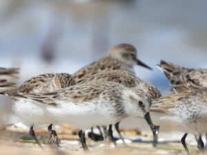 Western Sandpiper feeding in Delaware Bay. Salvadora Morales