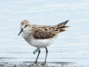 Flagged Sandpiper with light green and HY* code feeding at Money Island, Delaware Bay. Salvadora Morales