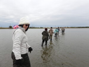 Installing mist nets for shorebird monitoring in Heislerville Wildlife Management Area at Delaware Bay.