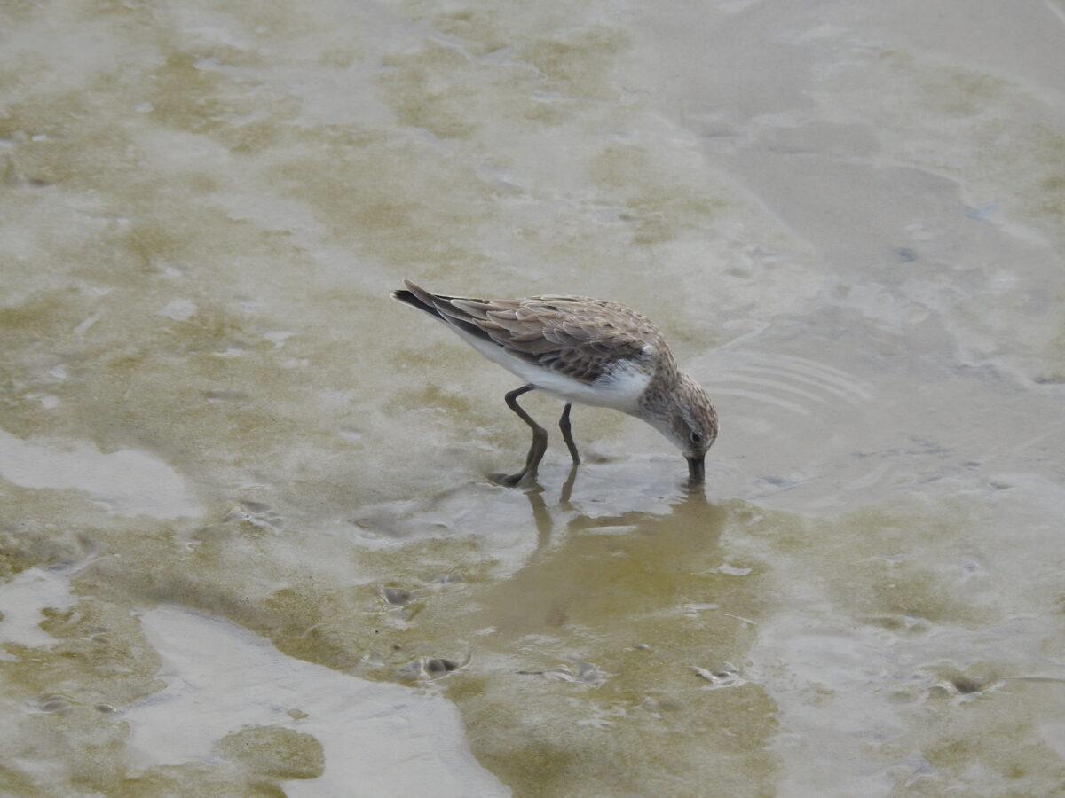 A Semipalmated Sandpiper (Calidris pusilla) foraging on soft sling mud at Weg naar Zee. ©A. Lesterhuis