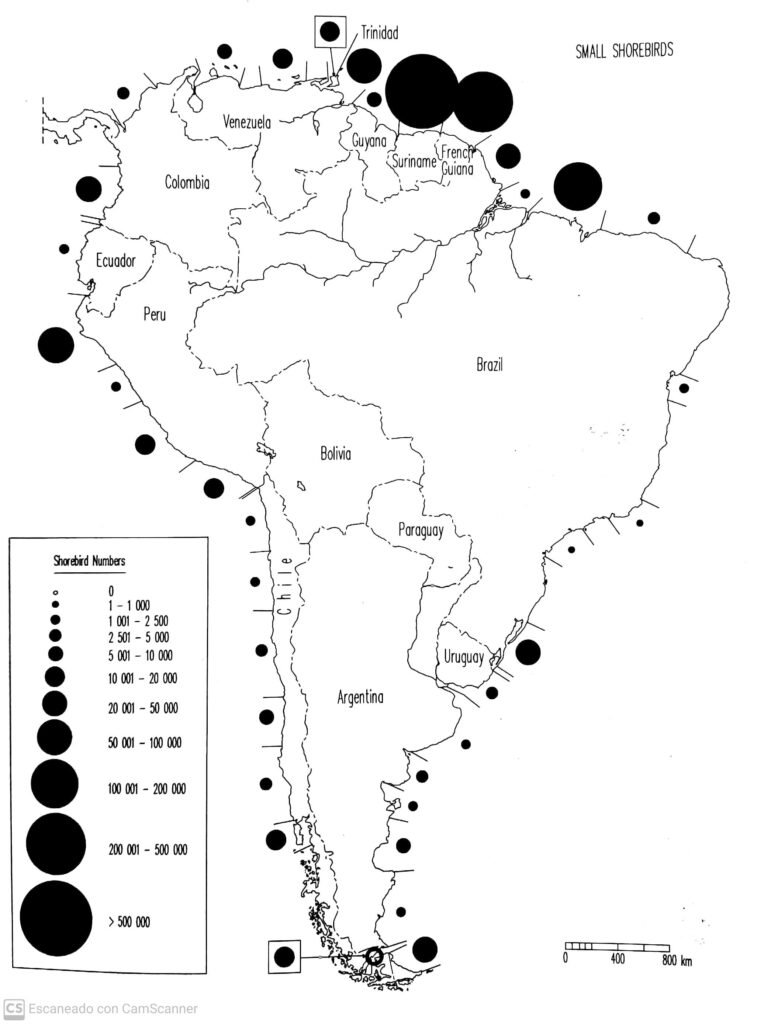 Abundance of small shorebirds along the coast of South America. Source: Morrison and Ross 1989