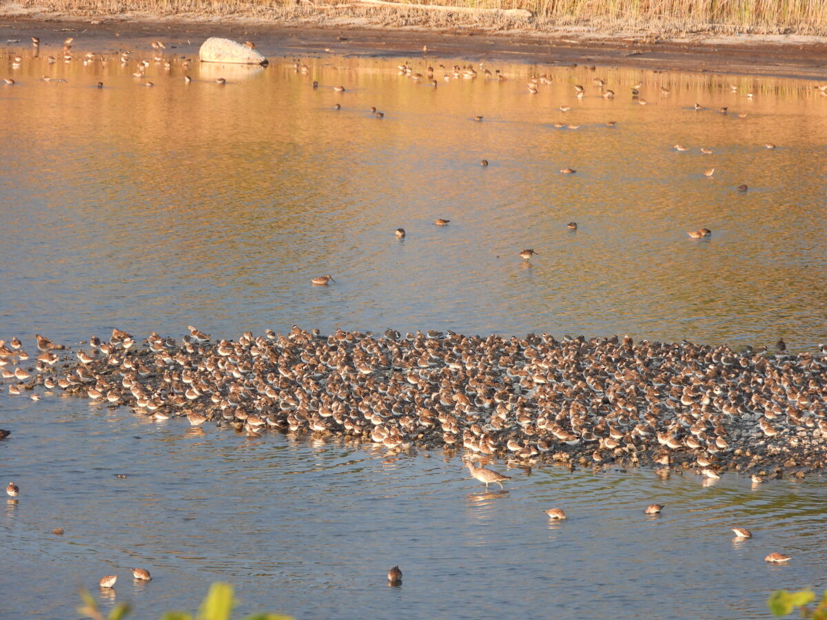 Semipalmated Sandpiper roosting