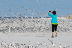 Person walking into a flock of birds to take a picture