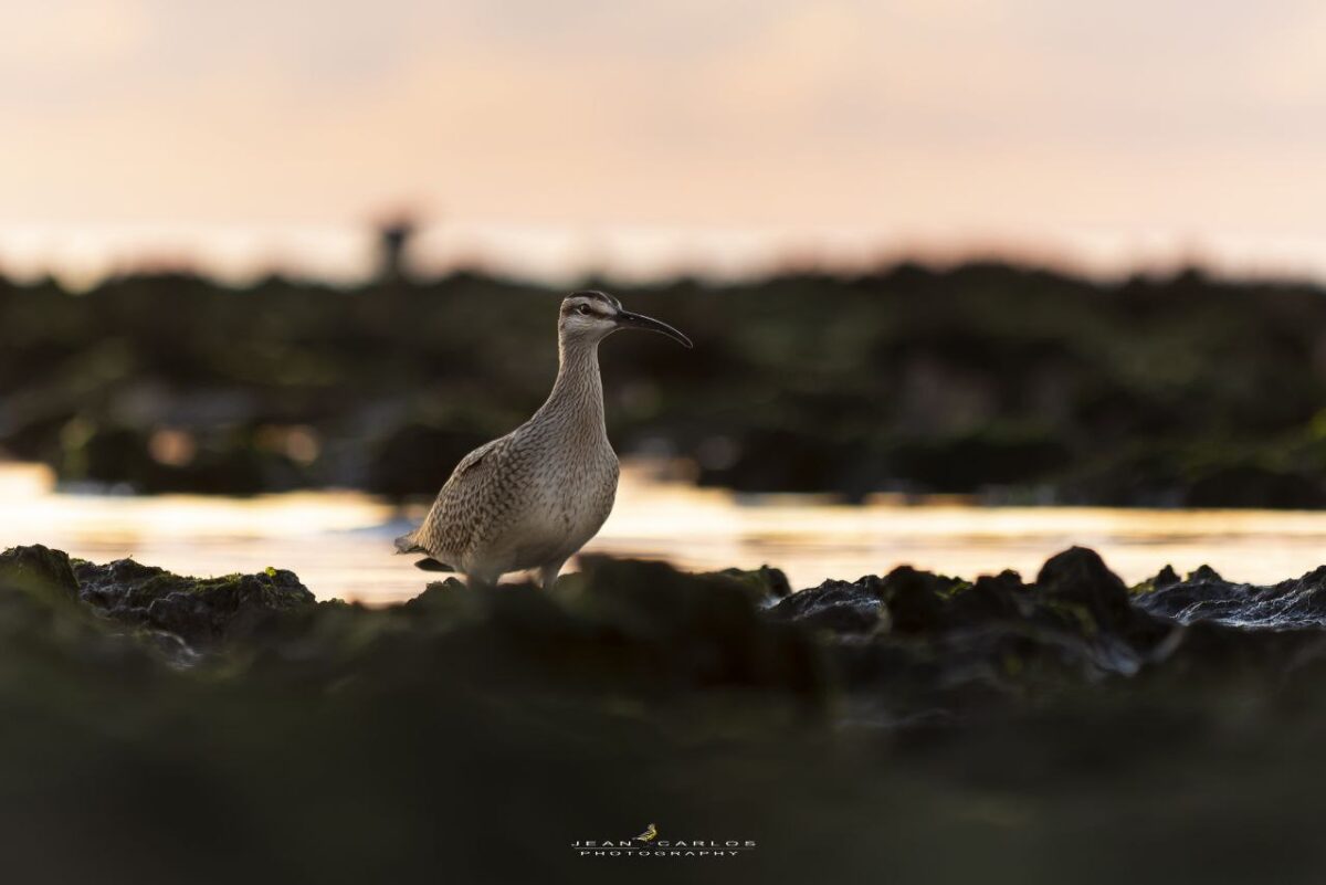 A whimbrel spotted during the Global Shorebird Count. Jean Carlos Vega