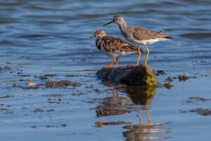 Ruddy Turnstone and Lesser Yellowlegs in the Dominican Republic. Pedro Genaro