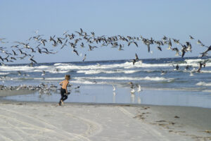 Child running through a flock of shorebirds.