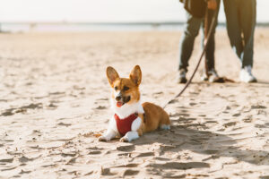 people walking in beach with dog. Corgi puppy laying on sand and looking away, waiting someone. Focus on pet, human legs on background