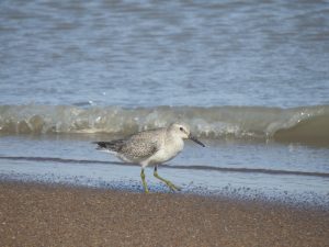 Red Knot on the coast of Suriname. Photo by Arne Lesterhuis