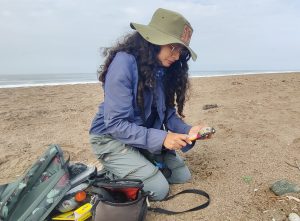 Female shorebird biologist measuring egg.