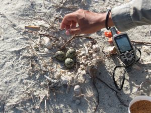 Monitoring Wilson Plover nests. Photo courtesy of Wilber Bernay