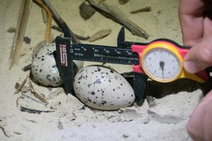 Measurement of American Oystercatcher eggs. Photo: Davi Pasqualetti.