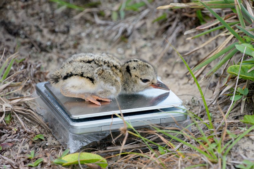 American Osytercatcher chick being weighed to assess its body condition and growth. Photo: Davi Pasqualetti