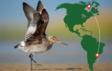 Picture of a Hudsonian Godwit with a map in background showing breeding and wintering sites.
